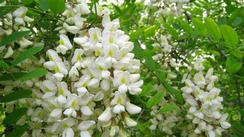 槐花是槐树所结的花，一串串白色的花朵看上去就像是白色的蝴蝶__财经头条