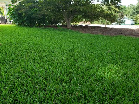 Why Super-Sod Doesn't Sell St. Augustine Grass