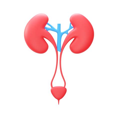 3D Illustration Of Urinary System Element In Blue And Red Color. 23561278 PNG