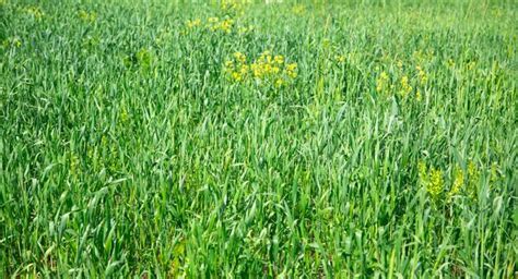 Beautiful green grass field in nature | Premium Photo