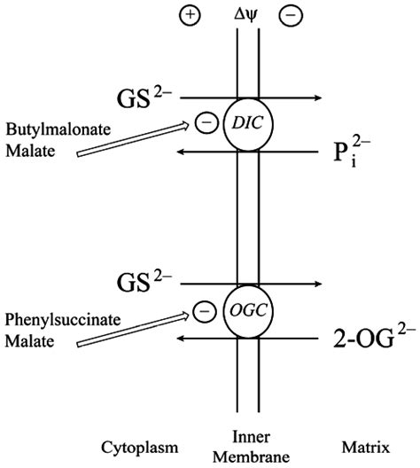 Mitochondrial Glutathione in Diabetic Nephropathy