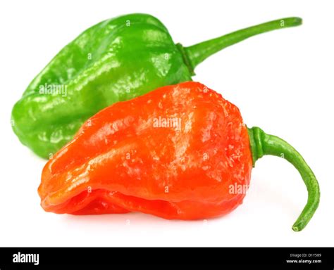 Bhut Jolokia chili pepper or the Naga Morich of Bangladesh Stock Photo ...