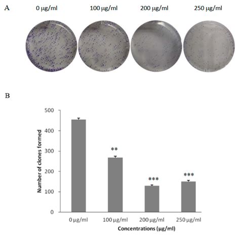 Influence of Sodium New Houttuyfonate as a New EGFR-TK Inhibitor on the ...