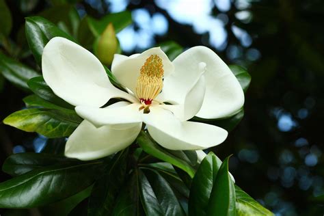 Magnolia Tree With Big White Flowers - Maybe you would like to learn ...