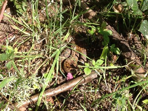 Image result for Snake Catching Adders