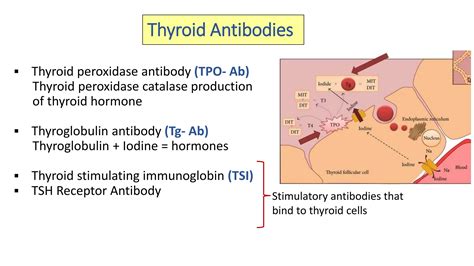 TFT interpretation- TSH, T4, T3, TPO Antibodies.pptx