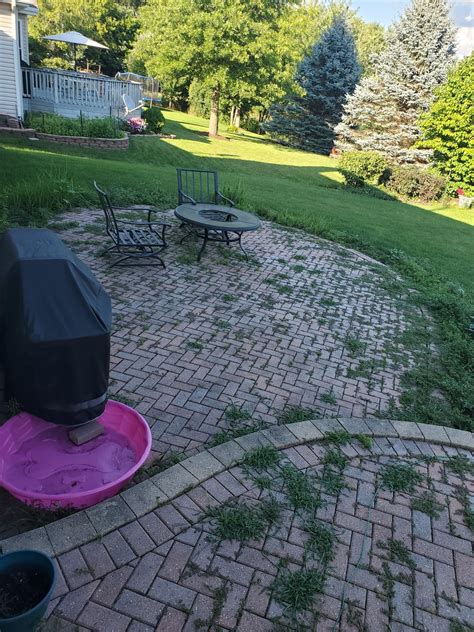 what to do in the fall to prevent weeds from coming back next year ...