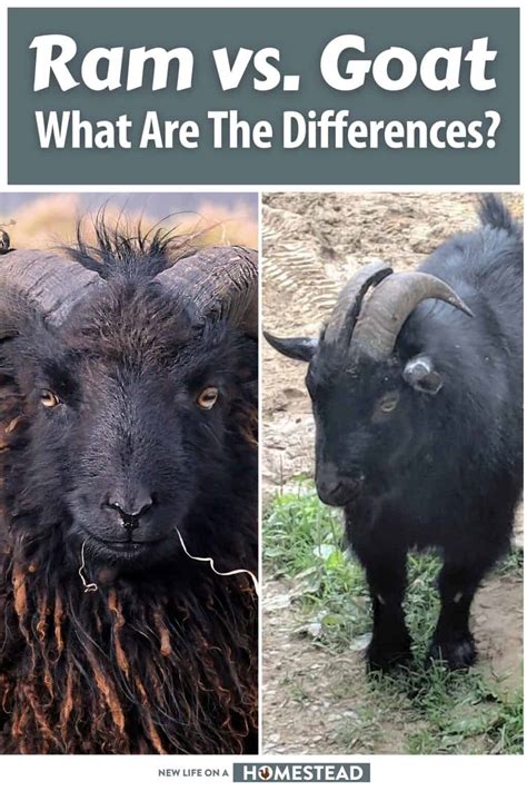 Ram vs. Goat: What Are The Differences?