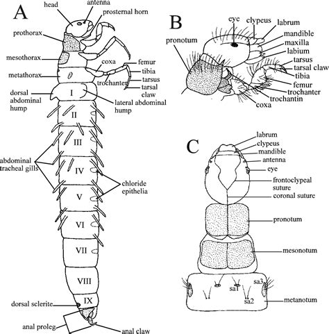 Caddisfly Cases Identification at Juana Mask blog