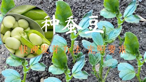 【蚕豆种植】蚕豆的播种时间 种子快速发芽的方法 蚕豆的光照要求 - YouTube