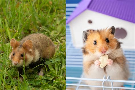 Where Do Hamsters Come From? - From Deserts to Living Rooms - The Hamster Place