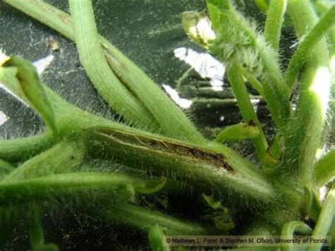 Agriplaza:: Gummy Stem Blight