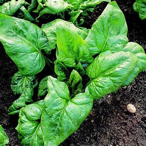 Sjeme Palco Spinach / Palak seed Seed Price in India - Buy Sjeme Palco ...
