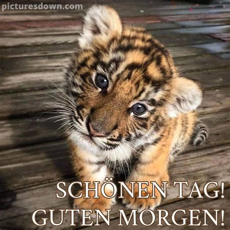 Kostenlose guten morgen bild Tigerjunges - picturesdown.com