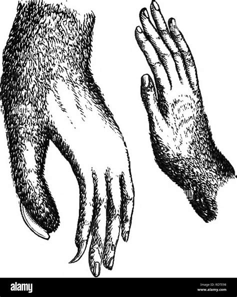 Opposable thumbs hi-res stock photography and images - Alamy