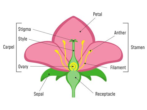 Parts of Flowers and their functions