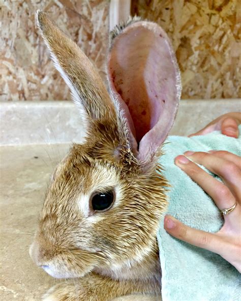 Vegetable Oil For Rabbit Ear Mites at Roberta Warren blog