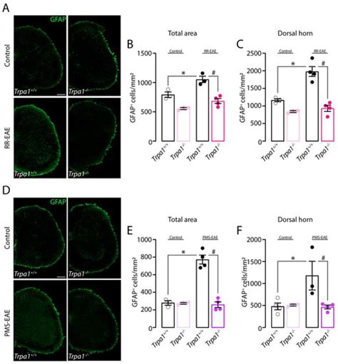 Neuropathic-like Nociception and Spinal Cord Neuroinflammation Are ...