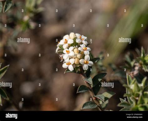 Tiny white flowers hi-res stock photography and images - Alamy