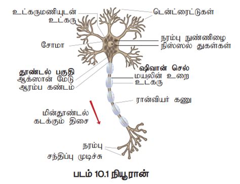 நியூரான் - நரம்பு மண்டலத்தின் அமைப்பு மற்றும் செயல் அலகு (Neuron as a ...