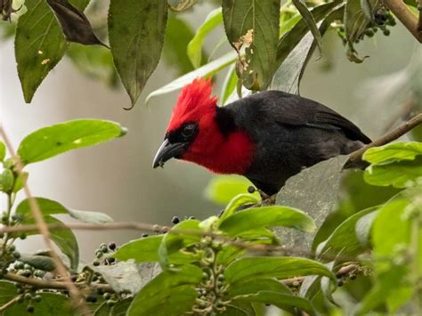 Crested Malimbe - eBird