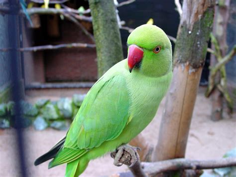 Green Parrot Wallpapers - Wallpaper Cave