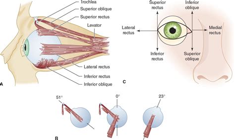 Inferior Oblique Eye Muscle