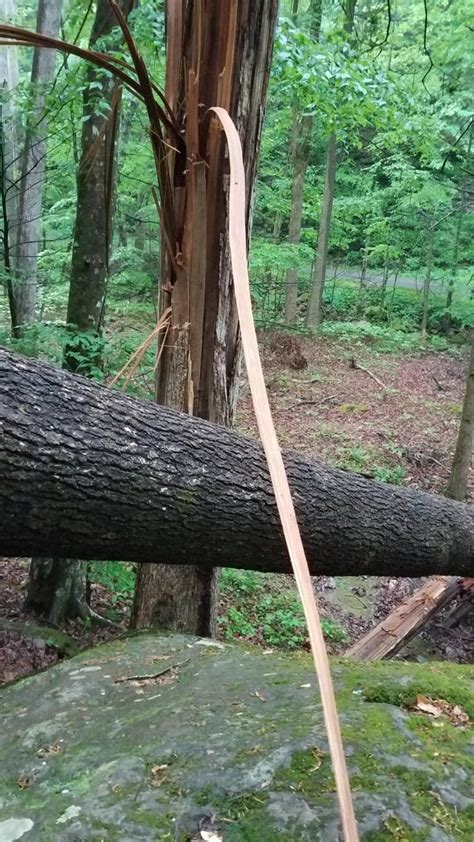 Exploded Tree 的图像结果