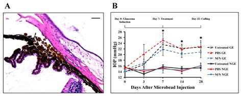 Myo/Nog Cells Increase in Response to Elevated Intraocular Pressure and ...