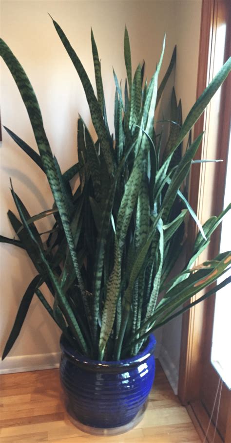 How to Cultivate the Beautiful Snake Plant Flower: A Guide to Bigger Blooms
