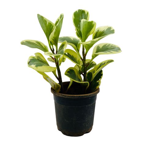 Peperomia Obtusifolia (Variegated)- Live Plant in 10cm pot For Indoor ...
