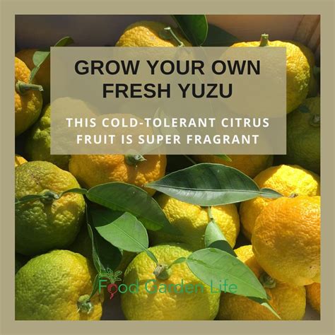 Yuzu: This Citrus is a Rare and Fragrant Foodie’s Delight (And You Can ...