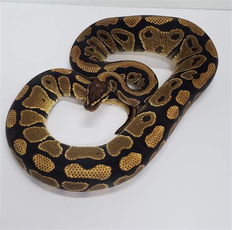 Yellow Belly Ball Python Markers
