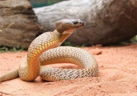 属蛇的今年多大(28周岁)，属蛇的2017年多大，属蛇的和什么属相最配？