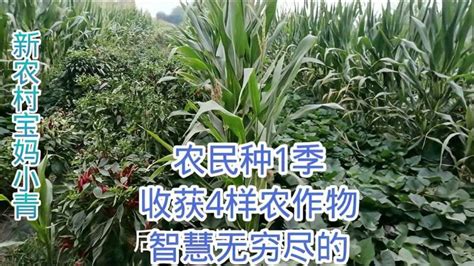 农作物种植_产品中心_顺平县宏巍农业科技有限公司