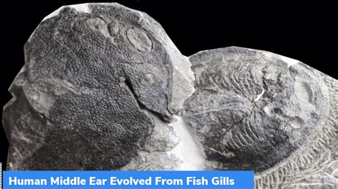 Study: Human Middle Ear Evolved From Fish Gills – GKToday