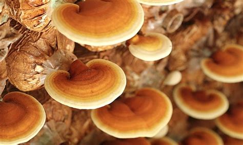 Ganoderma Mushroom Cultivation Training | Ganoderma Mushroom Webinar ...