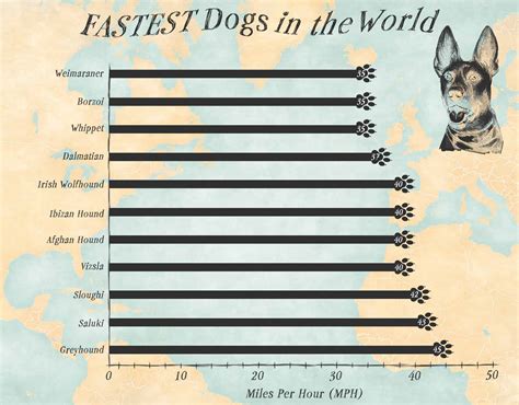 Dog Breeds Ranked By Speed at Julie Lundy blog