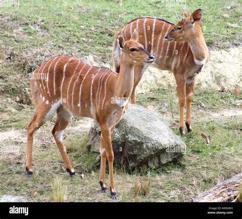 The nyala (Nyala angasii or Tragelaphus angasii), also called inyala ...