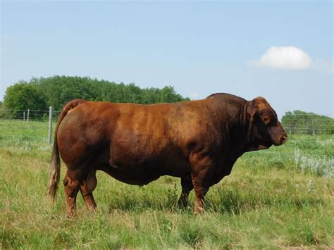 high limit 101z,In recent years