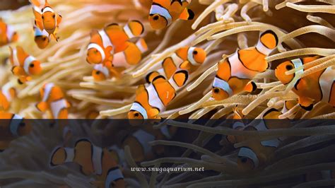 Do Clownfish School at Jonathan Worgan blog
