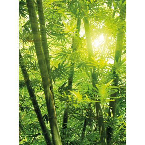 Sunshine in the Bamboo Forest - Wall Mural | wall-art.com