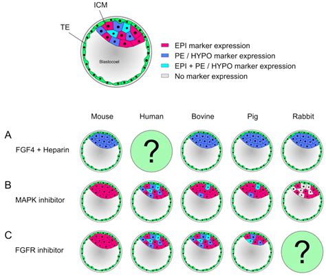 A New Toolbox in Experimental Embryology—Alternative Model Organisms ...