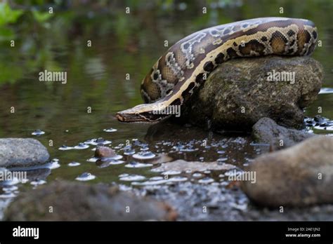 Image result for Red Tail Python Facts