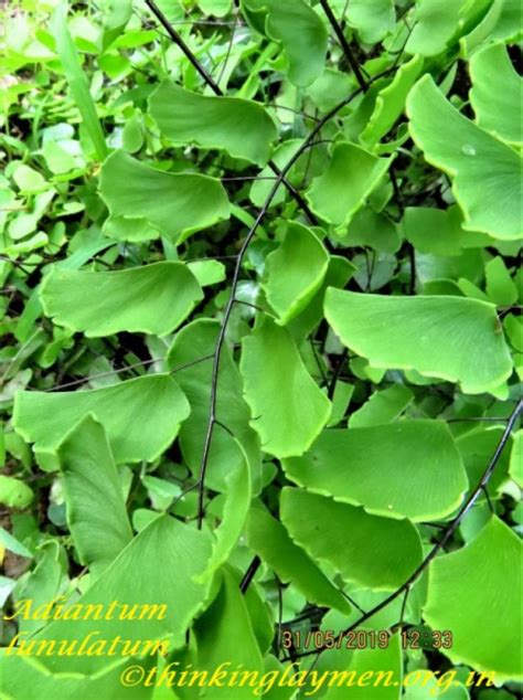 Medicinal Plant Details