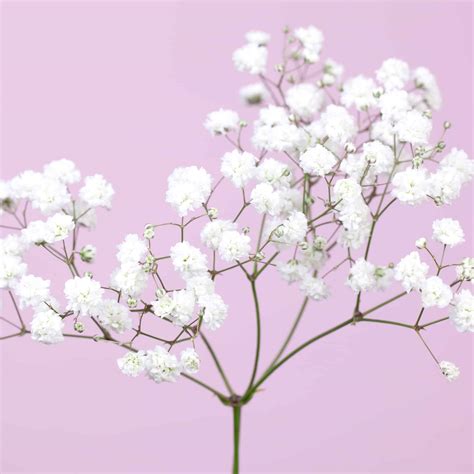 How To Color Baby Breath Flowers [2025]