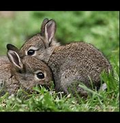 Image result for Pet Bunnies Types