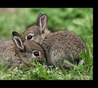Image result for 10 Bunnies