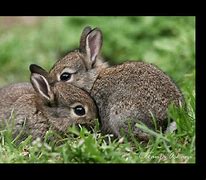 Image result for Ugly Bunnies