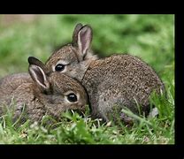 Image result for Stuffy Bunnies